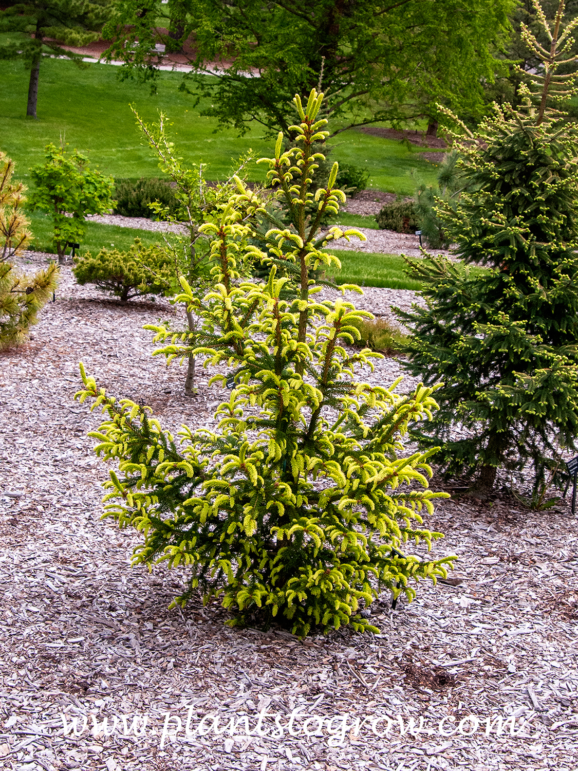 Argenteospicata Norway Spruce (Picea abies) 
Mid May